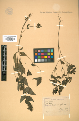 LE 01008724