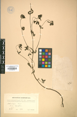 LE 01008729