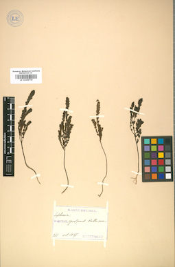 LE 01008739