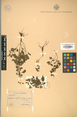 LE 01008771