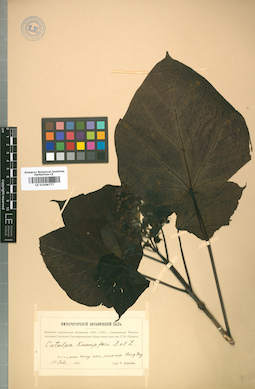 LE 01008777