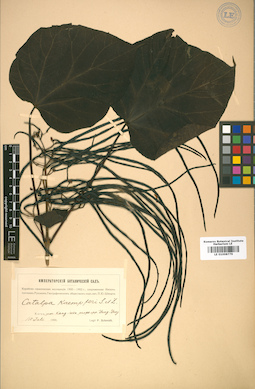 LE 01008779