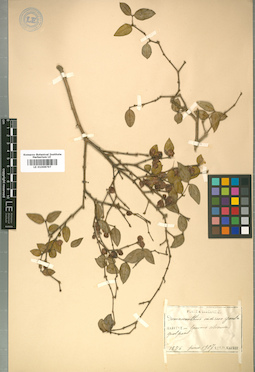 LE 01008797