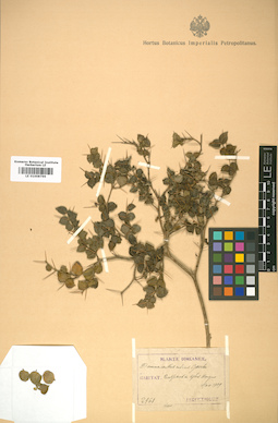 LE 01008799