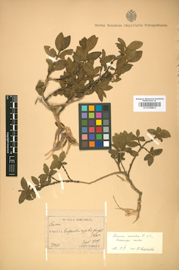 LE 01008811