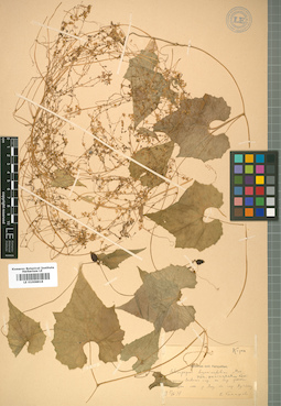 LE 01008818