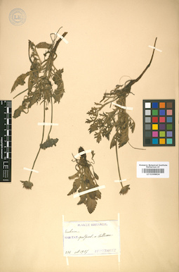 LE 01008824