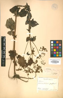LE 01008831