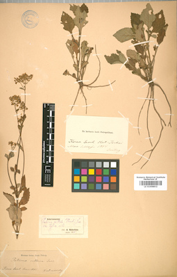 LE 01008832