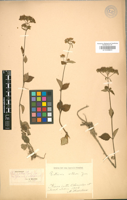 LE 01008833