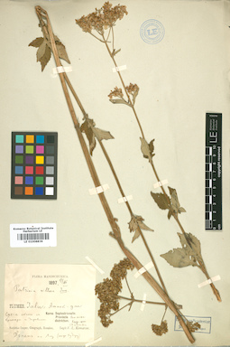 LE 01008836