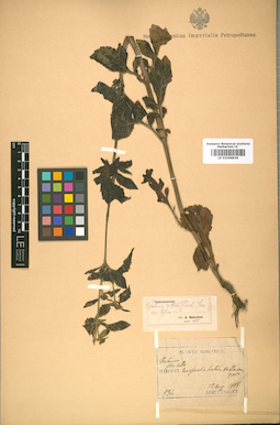 LE 01008838