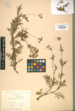 LE 01008845
