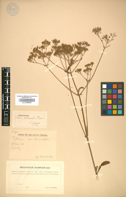 LE 01008855