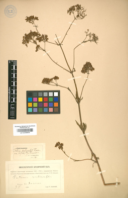 LE 01008856