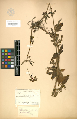LE 01008861