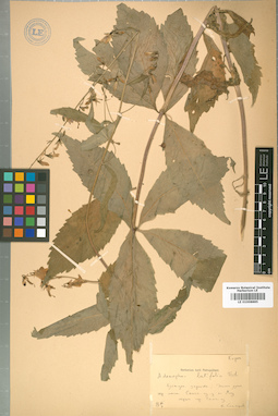 LE 01008885