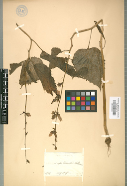 LE 01008891