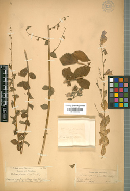 LE 01008894
