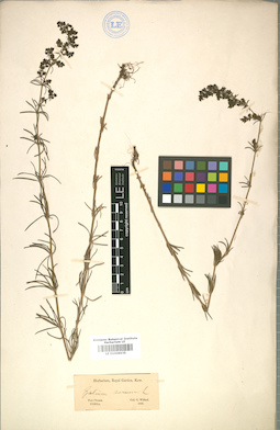 LE 01008935
