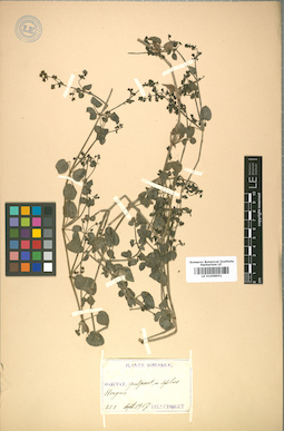 LE 01008951