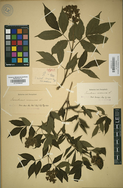 LE 01008960