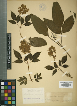 LE 01008962