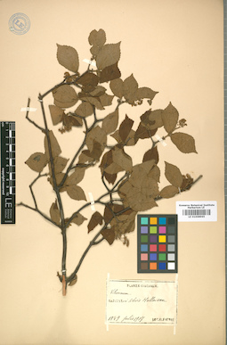 LE 01008965