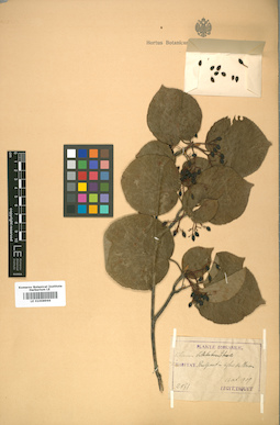 LE 01008966