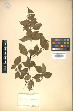 LE 01008967