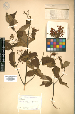 LE 01008971