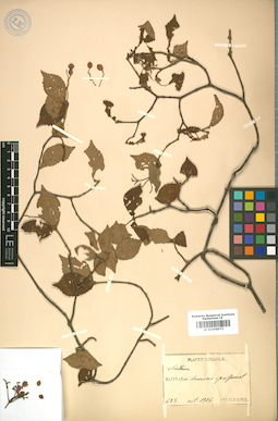LE 01008972