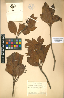 LE 01008976