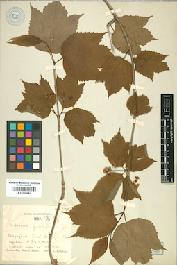 LE 01008982