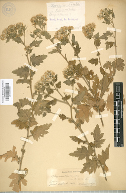 LE 01009008