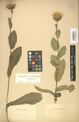 LE 01009034