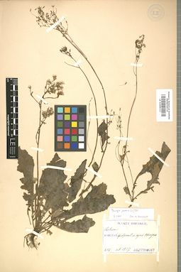 LE 01009113