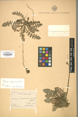 LE 01009115