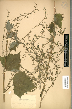 LE 01009116