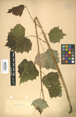 LE 01009117