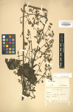 LE 01009118