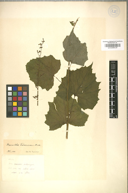 LE 01009119