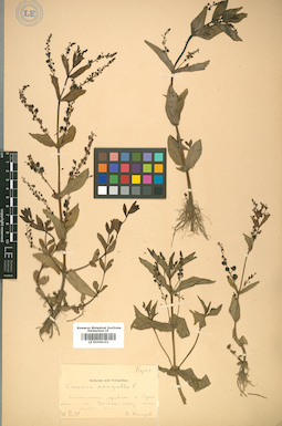 LE 01009151