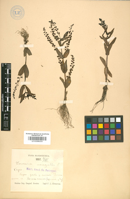 LE 01009153