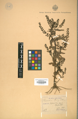 LE 01009154