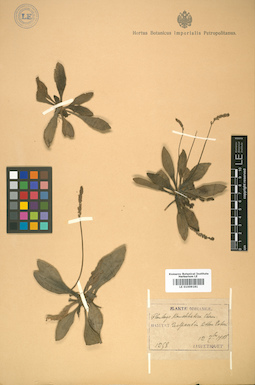 LE 01009181