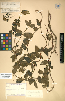LE 01009207