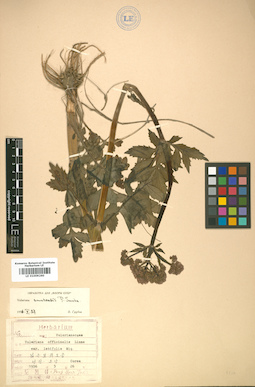 LE 01009260
