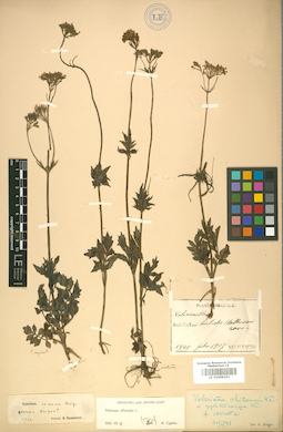 LE 01009263