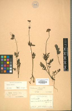 LE 01009264